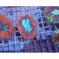 Trachyphyllia